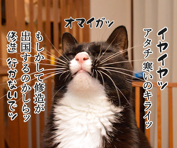 保険に入ろうと思って…　猫の写真で４コマ漫画　２コマ目ッ