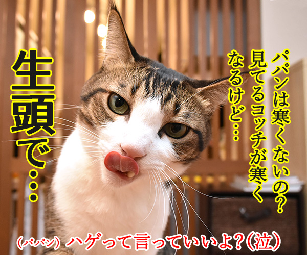 保険に入ろうと思って…　猫の写真で４コマ漫画　４コマ目ッ