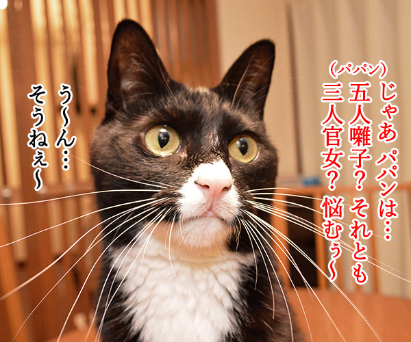 きょうはたのしいひな祭り　猫の写真で４コマ漫画　３コマ目ッ