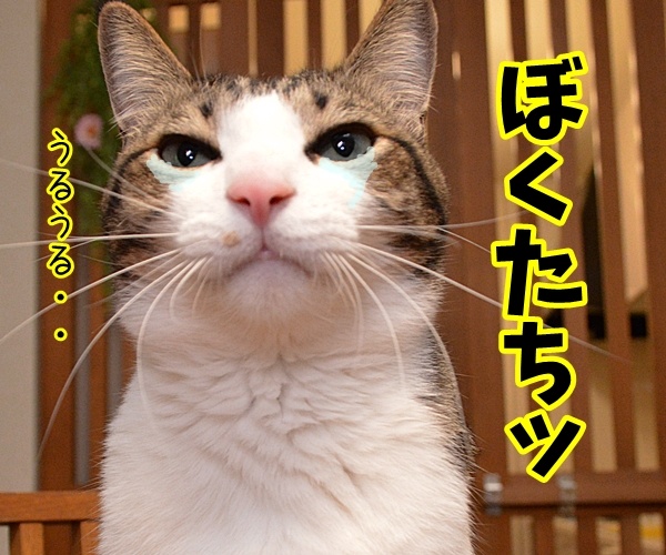 門出の言葉「僕たち、わたしたちは……」　猫の写真で４コマ漫画　２コマ目ッ