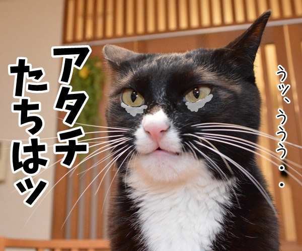 門出の言葉「僕たち、わたしたちは……」　猫の写真で４コマ漫画　３コマ目ッ