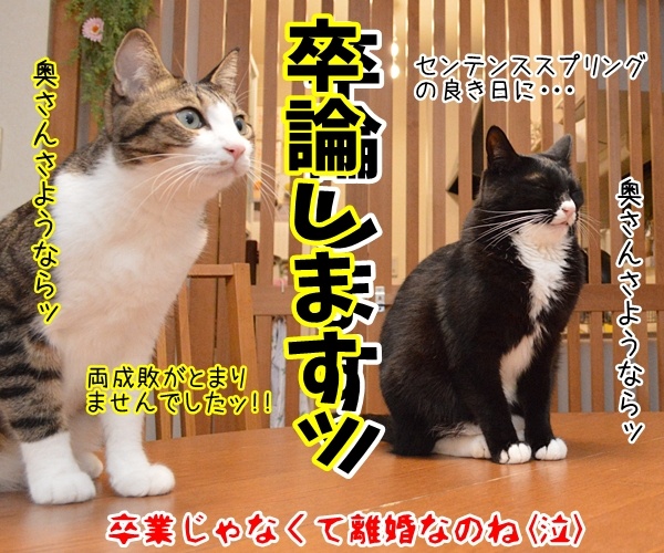 門出の言葉「僕たち、わたしたちは……」　猫の写真で４コマ漫画　４コマ目ッ