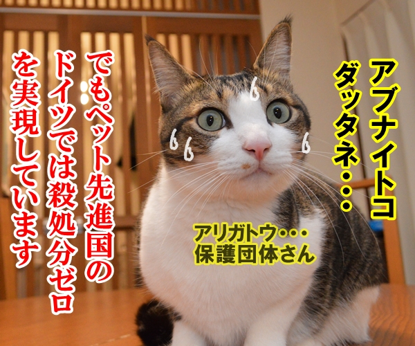 殺処分はゼロがいいわよね　猫の写真で４コマ漫画　３コマ目ッ