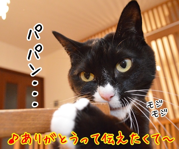 ありがとうって伝えたくて　猫の写真で４コマ漫画　２コマ目ッ