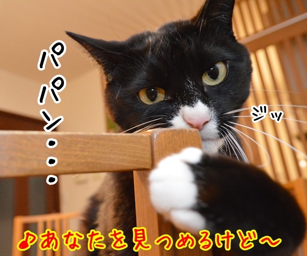 ありがとうって伝えたくて　猫の写真で４コマ漫画　３コマ目ッ