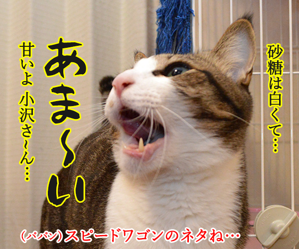 今日は「砂糖の日」なんだって　猫の写真で４コマ漫画　２コマ目ッ