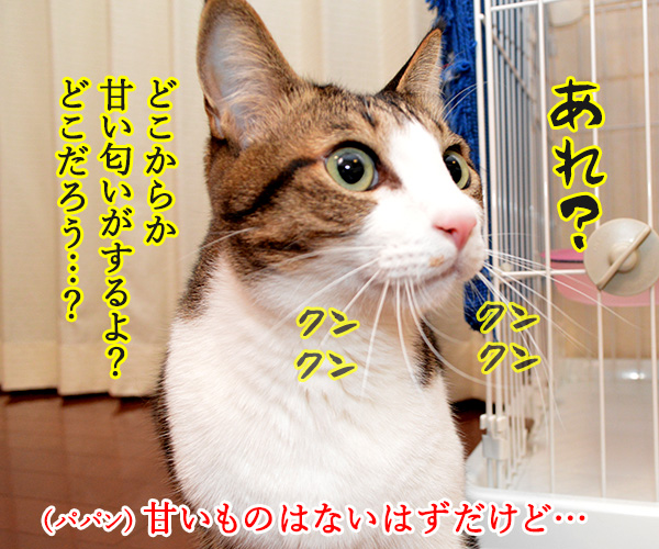 今日は「砂糖の日」なんだって　猫の写真で４コマ漫画　３コマ目ッ