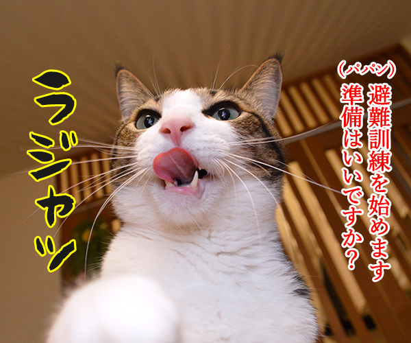 今日は3月11日だから　猫の写真で４コマ漫画　１コマ目ッ