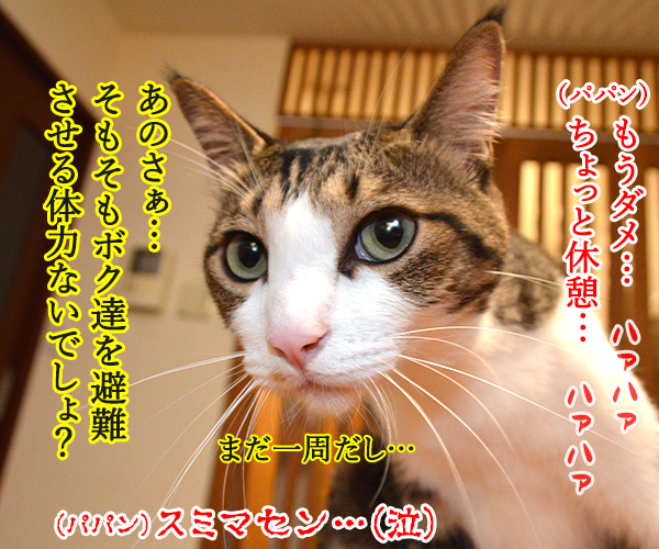 今日は3月11日だから　猫の写真で４コマ漫画　４コマ目ッ