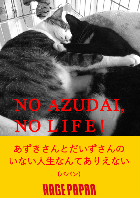 NO MUSIC, NO LIFE　猫の写真で４コマ漫画　２コマ目ッ