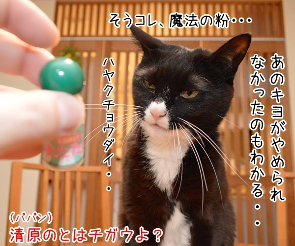 ダメじゃない、ゼッタイ　猫の写真で４コマ漫画　２コマ目ッ