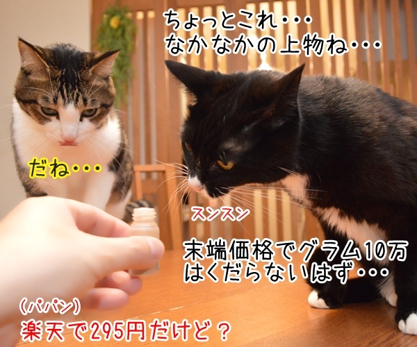 ダメじゃない、ゼッタイ　猫の写真で４コマ漫画　３コマ目ッ