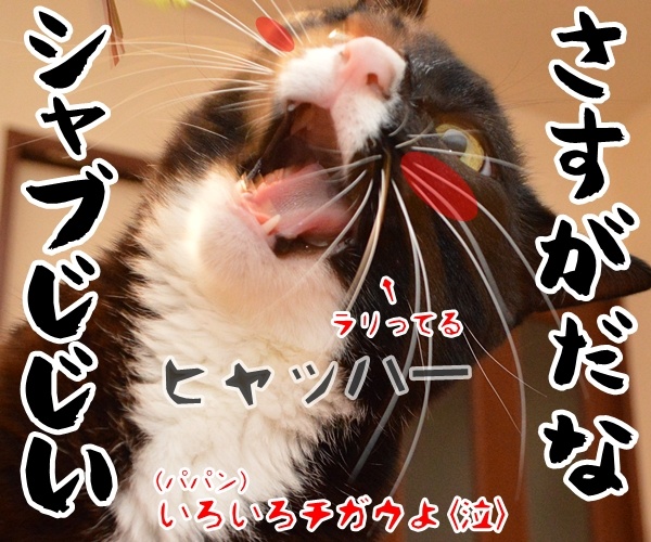 ダメじゃない、ゼッタイ　猫の写真で４コマ漫画　４コマ目ッ