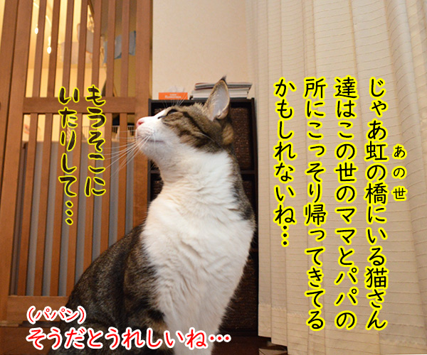 虹の橋から帰ってきてね　猫の写真で４コマ漫画　２コマ目ッ