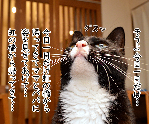 虹の橋から帰ってきてね　猫の写真で４コマ漫画　３コマ目ッ