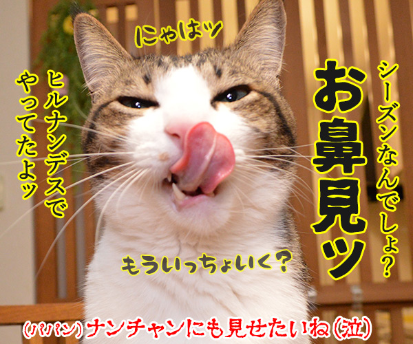 シーズン到来なのね　猫の写真で４コマ漫画　４コマ目ッ