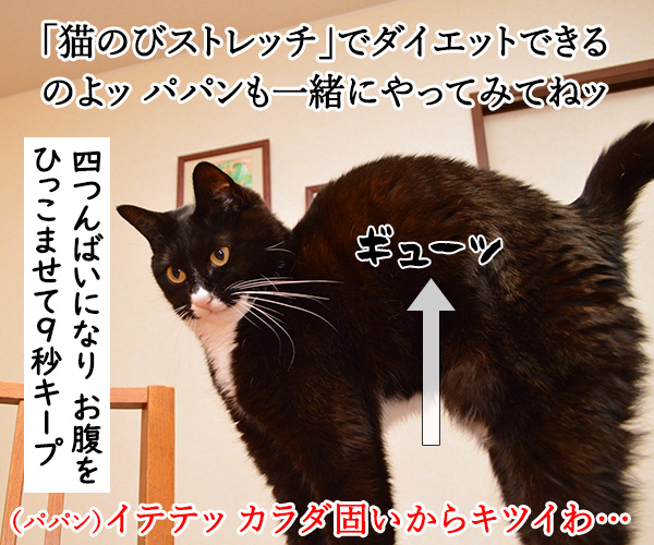 猫のびストレッチでダイエットなのッ