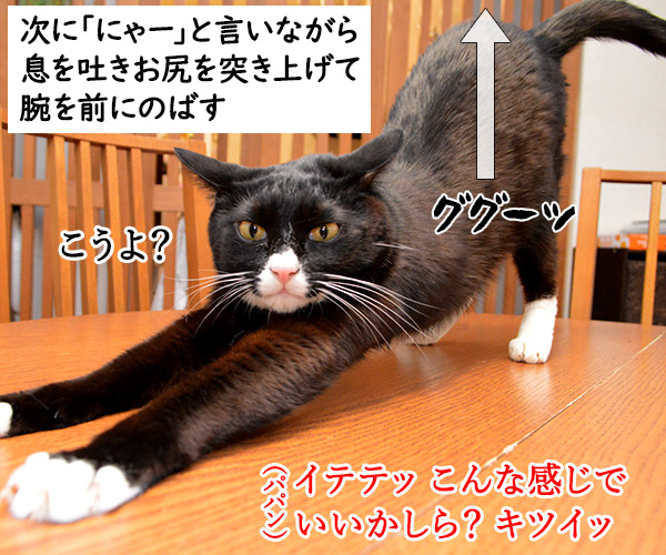 猫のびストレッチでダイエットなのッ　猫の写真で４コマ漫画　２コマ目ッ