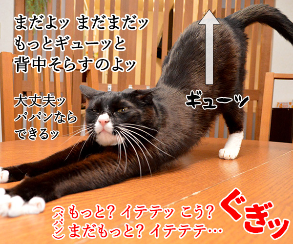 猫のびストレッチでダイエットなのッ　猫の写真で４コマ漫画　３コマ目ッ