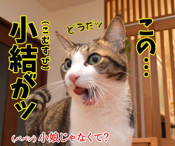 この小僧がッ　猫の写真で４コマ漫画　３コマ目ッ