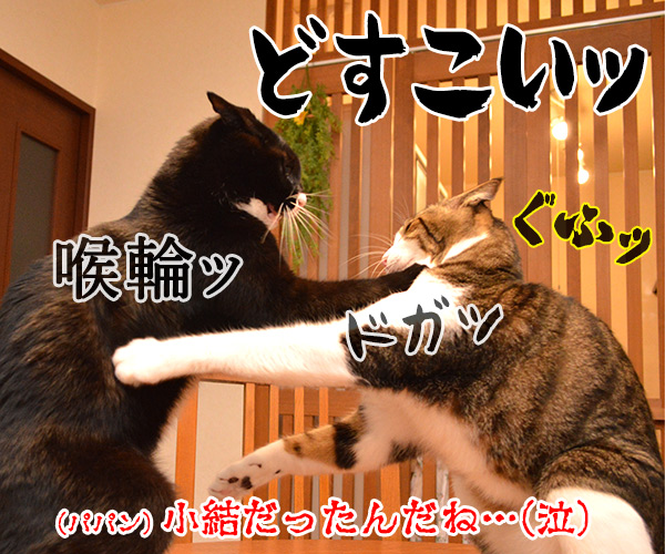 この小僧がッ　猫の写真で４コマ漫画　４コマ目ッ