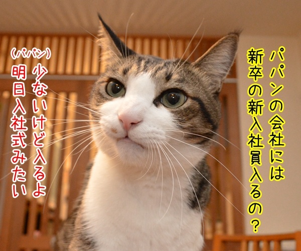 新入社員っていいよね　猫の写真で４コマ漫画　１コマ目ッ