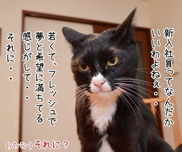 新入社員っていいよね　猫の写真で４コマ漫画　３コマ目ッ