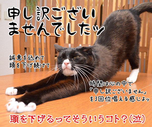 あずき先生のビジネスマナー講座「誠意が伝わる謝罪の仕方」　猫の写真で４コマ漫画　４コマ目ッ