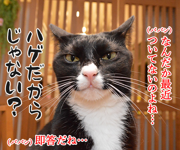 最近ついてないのよね…　猫の写真で４コマ漫画　１コマ目ッ