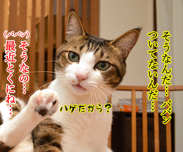 最近ついてないのよね…　猫の写真で４コマ漫画　２コマ目ッ