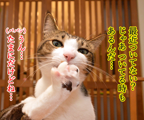 最近ついてないのよね…　猫の写真で４コマ漫画　３コマ目ッ