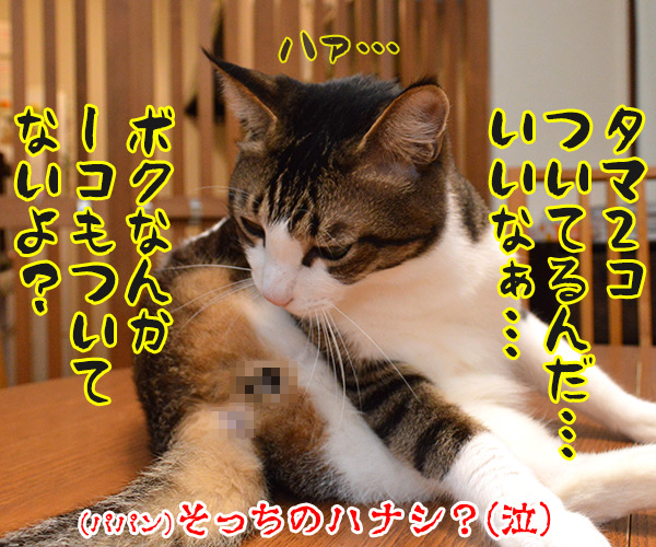 最近ついてないのよね…　猫の写真で４コマ漫画　４コマ目ッ