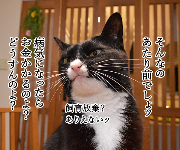 ペットを飼うには経済力は必要か？　猫の写真で４コマ漫画　２コマ目ッ