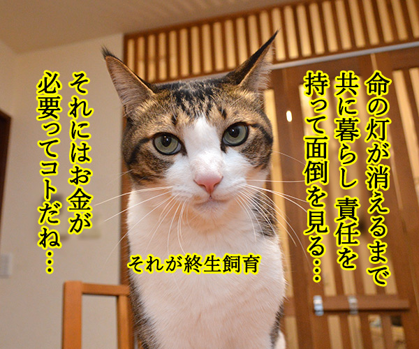 ペットを飼うには経済力は必要か？　猫の写真で４コマ漫画　３コマ目ッ