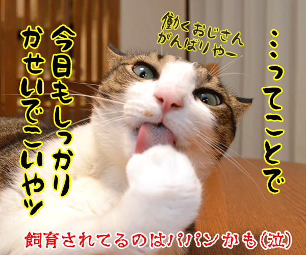 ペットを飼うには経済力は必要か？　猫の写真で４コマ漫画　４コマ目ッ