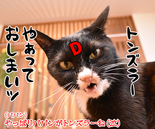 そんなにボヤいてると……　猫の写真で４コマ漫画　５コマ目ッ