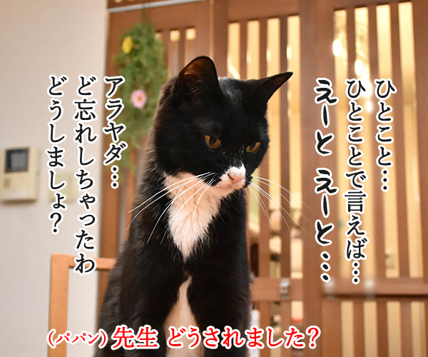 今年の春コーデのポイントは？　猫の写真で４コマ漫画　２コマ目ッ