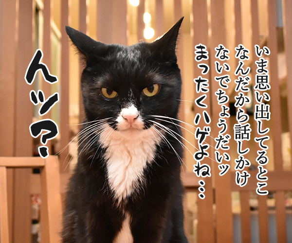 今年の春コーデのポイントは？　猫の写真で４コマ漫画　３コマ目ッ