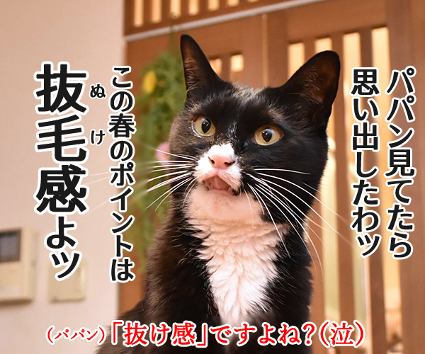 今年の春コーデのポイントは？　猫の写真で４コマ漫画　４コマ目ッ