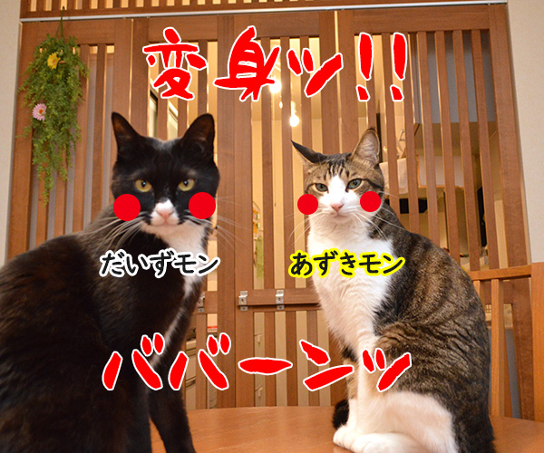 あずきッ　いくわよッ　猫の写真で４コマ漫画　３コマ目ッ