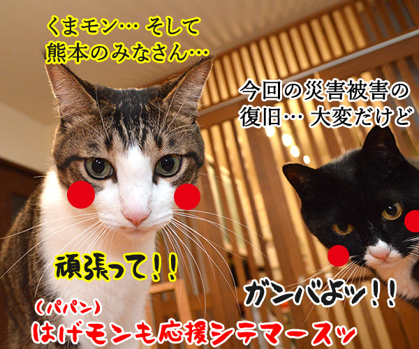 あずきッ　いくわよッ　猫の写真で４コマ漫画　４コマ目ッ