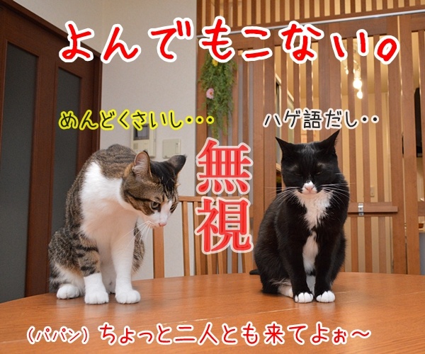 猫なんかよんでもこない。　猫の写真で４コマ漫画　２コマ目ッ