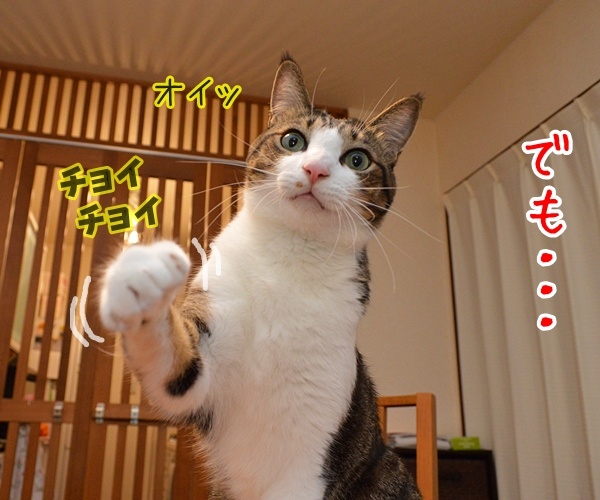 猫なんかよんでもこない。　猫の写真で４コマ漫画　３コマ目ッ