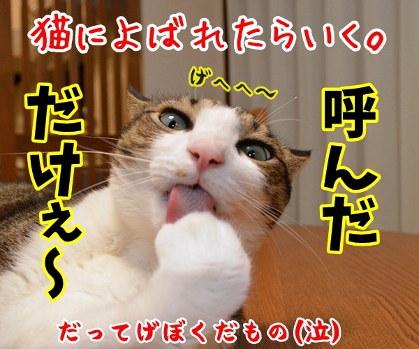 猫なんかよんでもこない。　猫の写真で４コマ漫画　４コマ目ッ