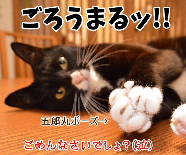 ちゃんと謝らなきゃダメッ　猫の写真で４コマ漫画　４コマ目ッ