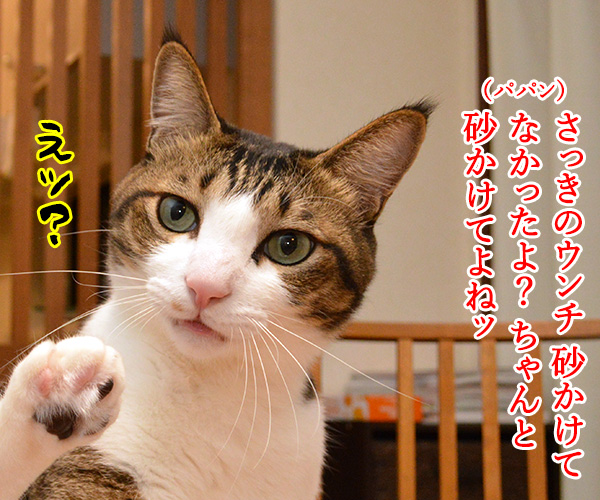 ちゃんと砂かけてよね　猫の写真で４コマ漫画　２コマ目ッ