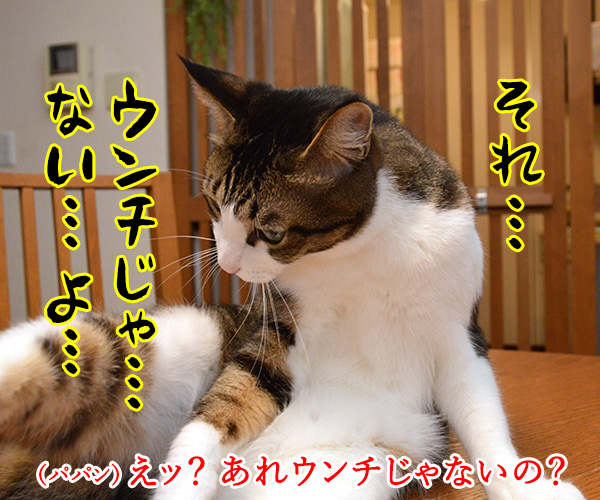 ちゃんと砂かけてよね　猫の写真で４コマ漫画　３コマ目ッ