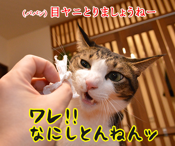 なにしとんねん、ワレ！！　猫の写真で４コマ漫画　１コマ目ッ