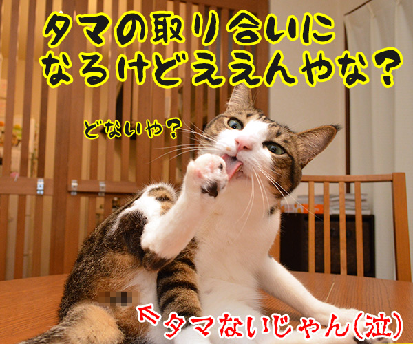 なにしとんねん、ワレ！！　猫の写真で４コマ漫画　４コマ目ッ