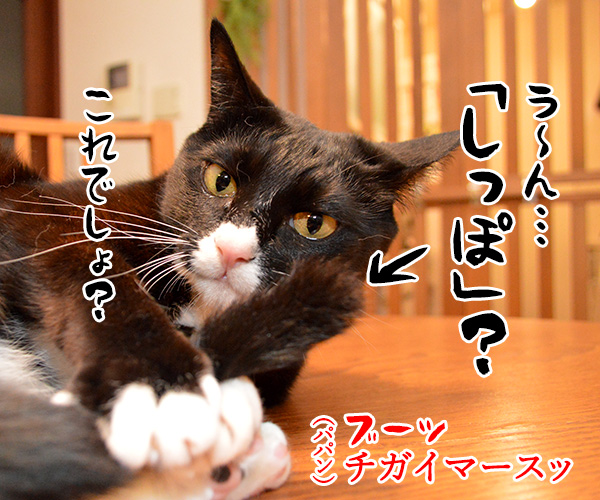 きょうは何の記念日でしょうか？　猫の写真で４コマ漫画　３コマ目ッ